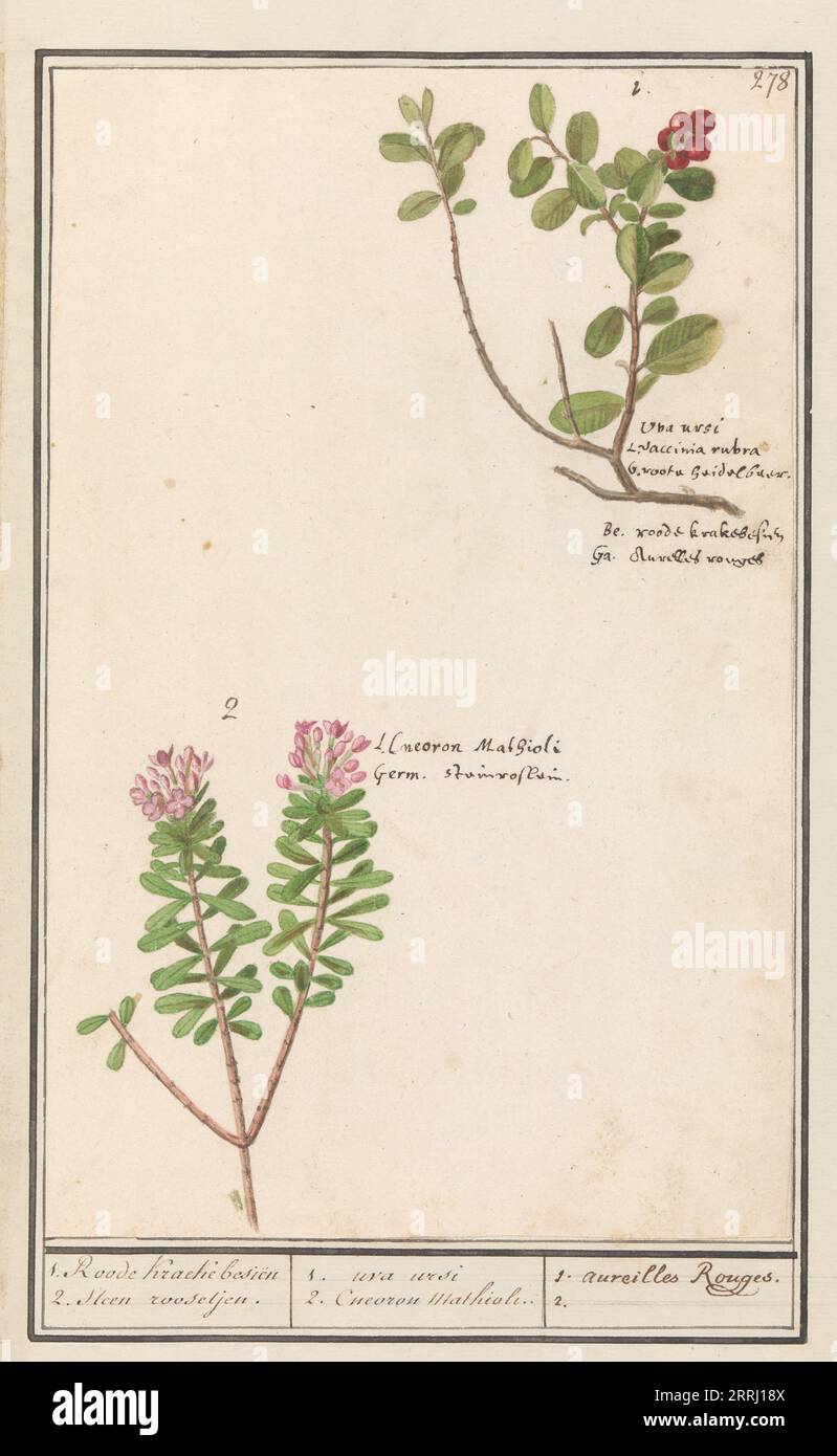Bearberry (Arctostaphylos uva-ursi) and Hot pepper sapling (Daphne cneorum ), 1596-1610. Commissioned by Emperor Rudolf II. Stock Photo
