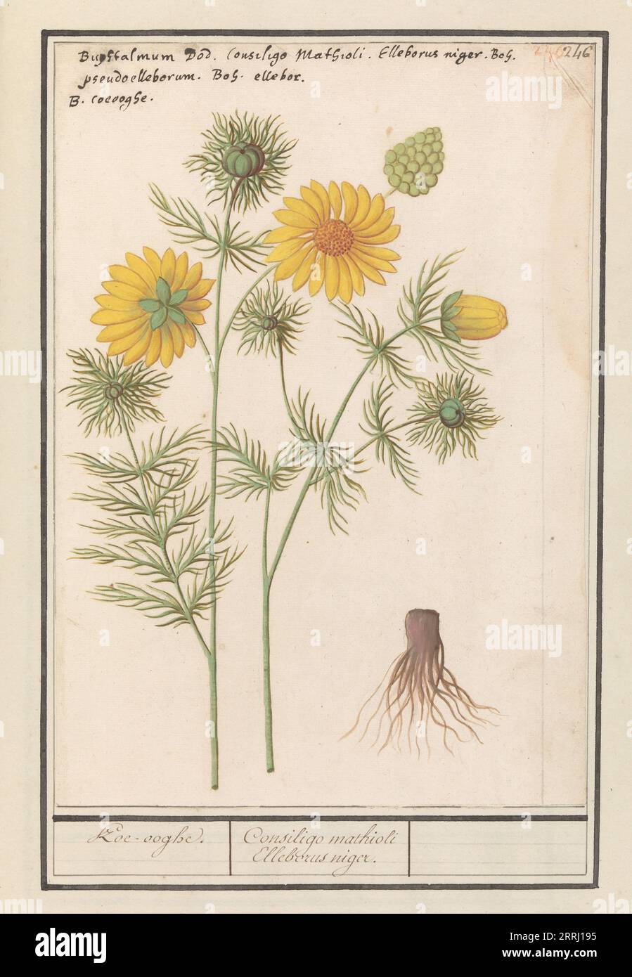 Spring Adonis (Adonis vernalis), 1596-1610. Commissioned by Emperor Rudolf II. Stock Photo