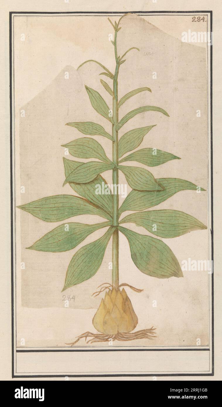 Unknown plant, 1596-1610. Commissioned by Emperor Rudolf II. Stock Photo