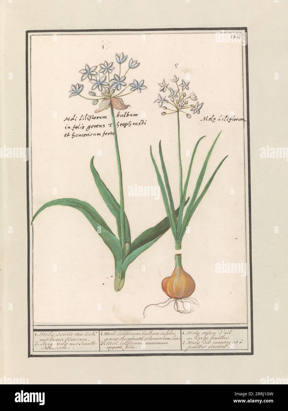 Bear's garlic (Allium ursinum), 1596-1610. Commissioned by Emperor Rudolf II. Stock Photo