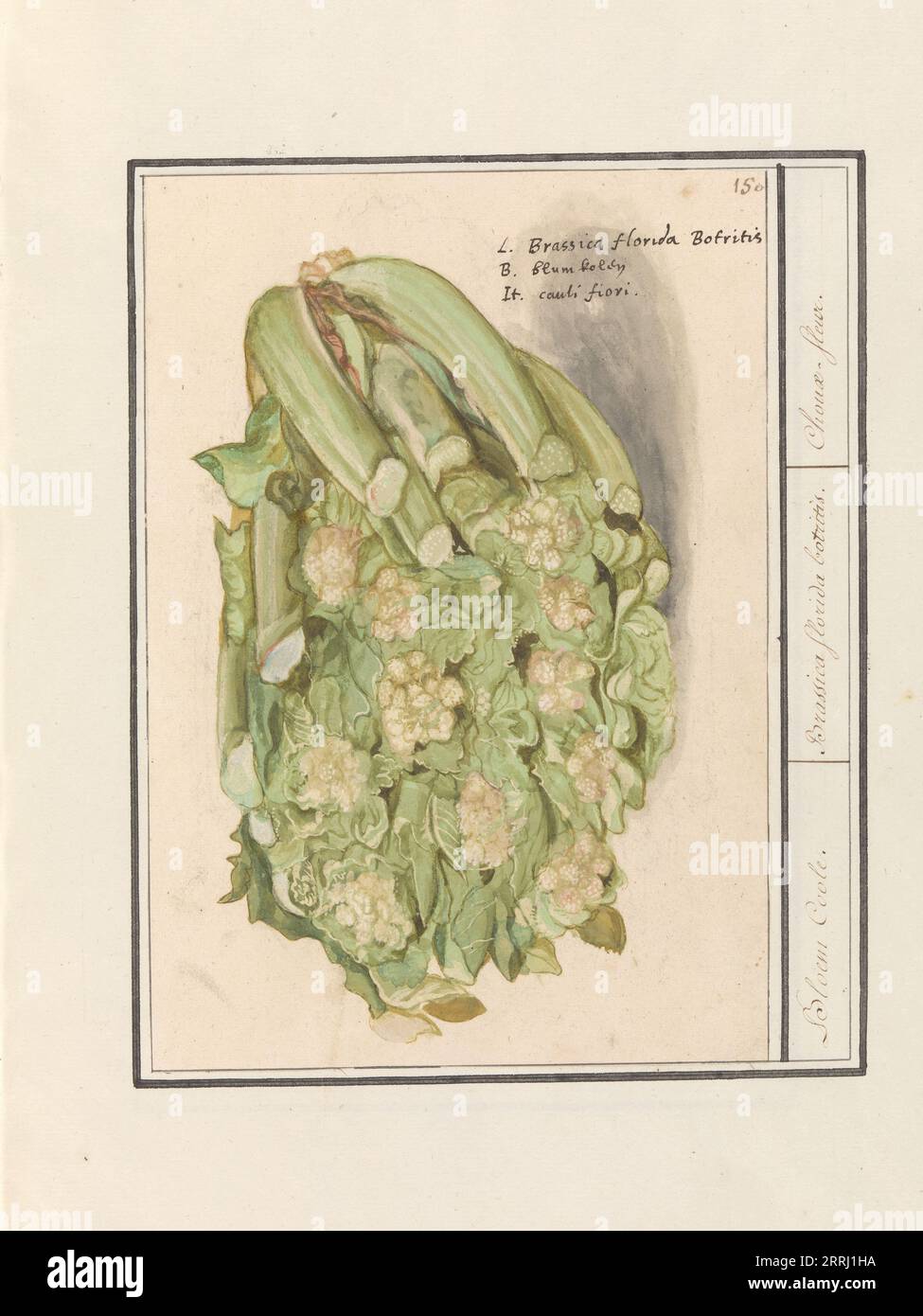Cauliflower (Brassica oleracea convar. botrytis var. Botrytis), 1596-1610. Commissioned by Emperor Rudolf II. Stock Photo