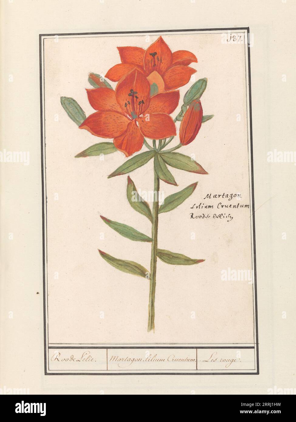 Red lily (Lilium), 1596-1610. Commissioned by Emperor Rudolf II. Stock Photo