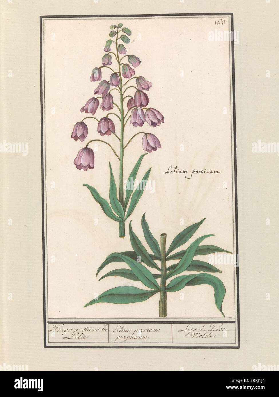 Persian lily (Fritillaria persica), 1596-1610. Commissioned by Emperor Rudolf II. Stock Photo