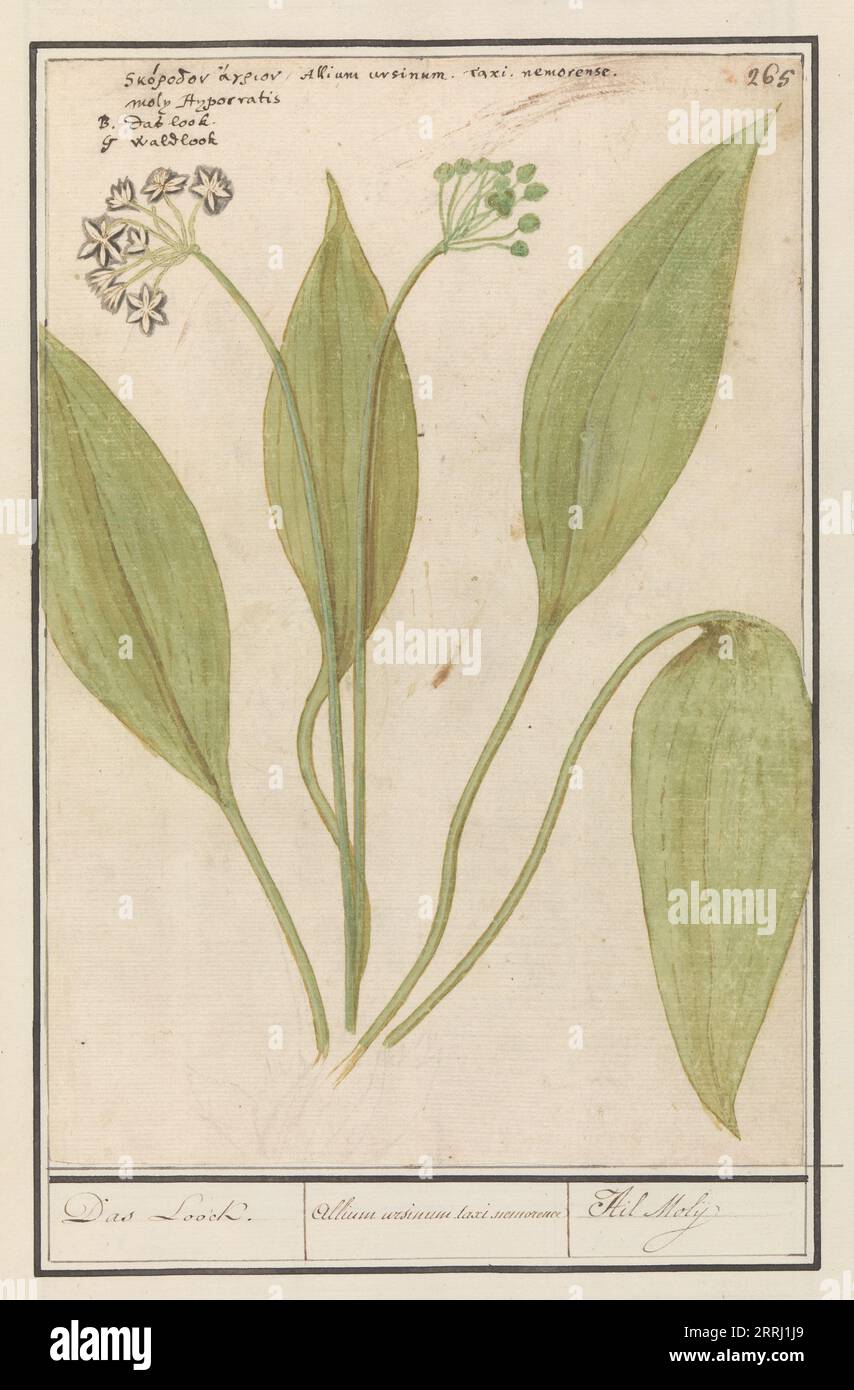 Bear's garlic (Allium ursinum), 1596-1610. Commissioned by Emperor Rudolf II. Stock Photo