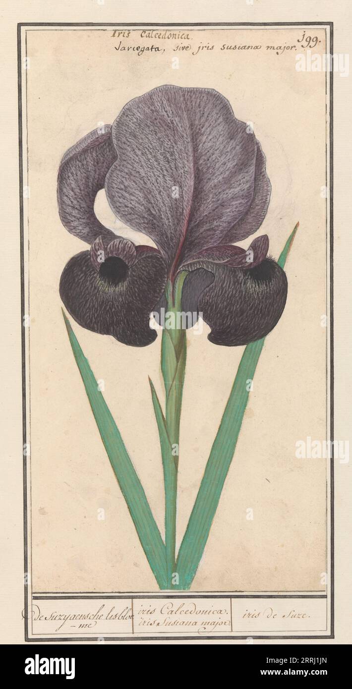 Mourning iris (Iris susiana), 1596-1610. 'Iris Calcedonica. iris Susana major. / iris de suze'. Commissioned by Emperor Rudolf II. Stock Photo