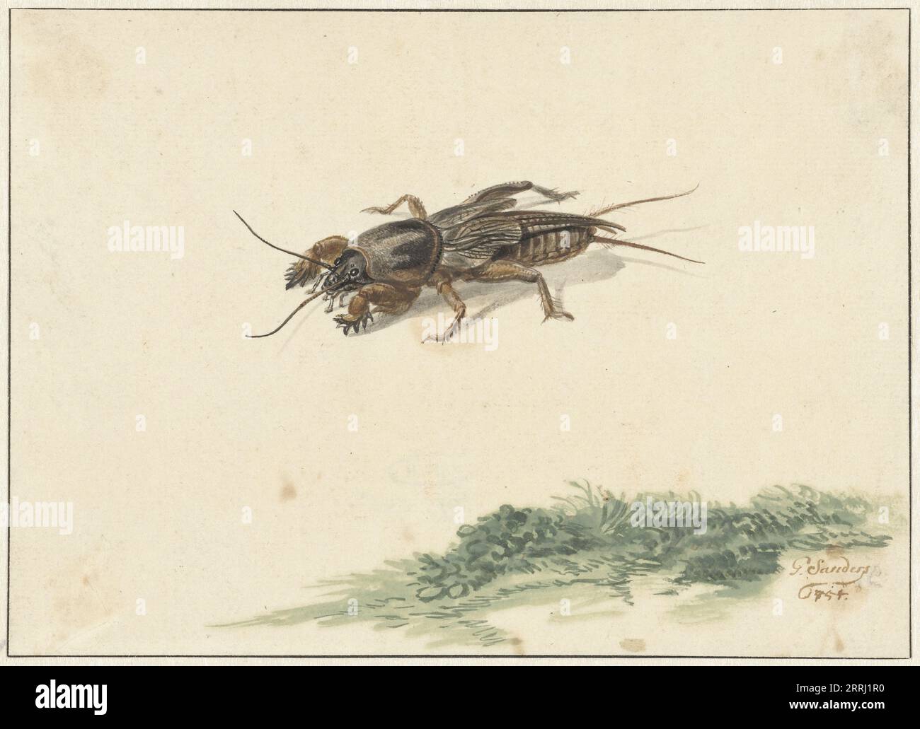 Insect scene pen hi-res stock photography and images - Alamy