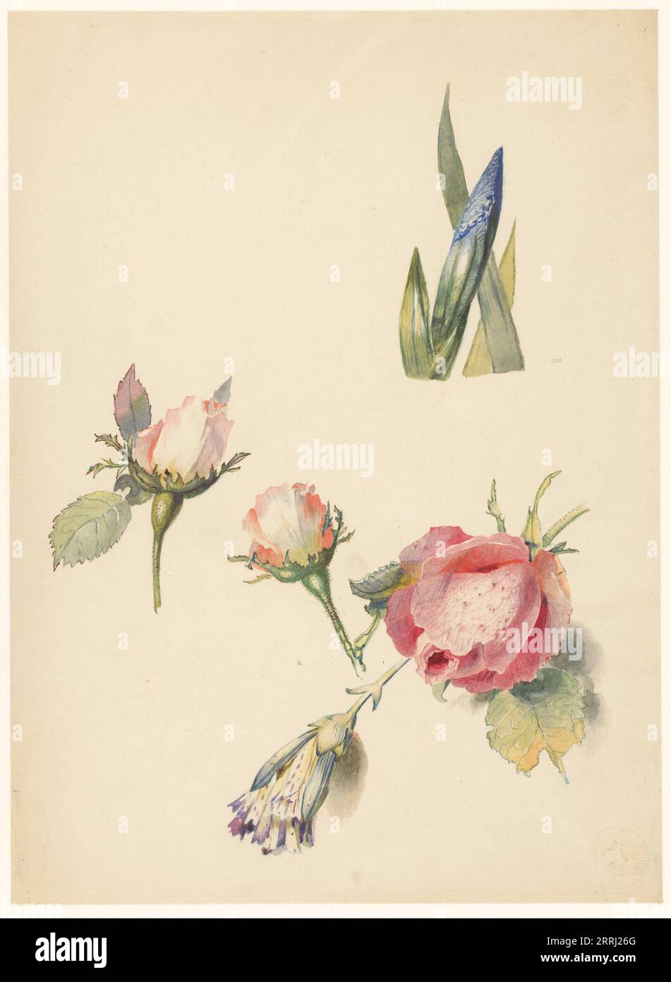 Study sheet with three roses and an iris, 1824-1900. Stock Photo