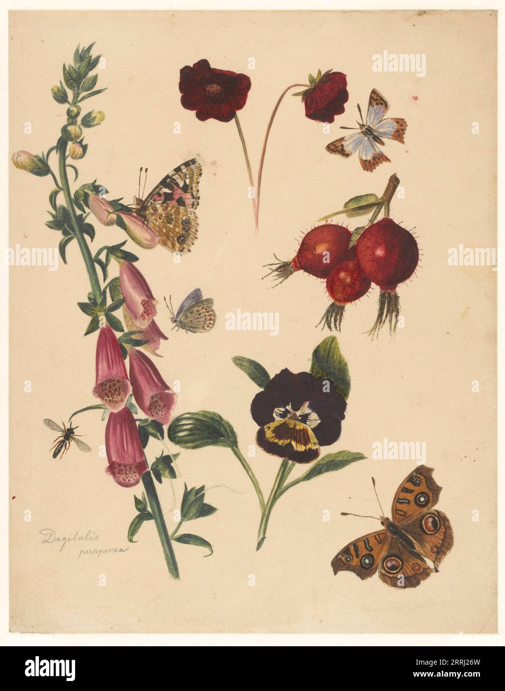 Study sheet with flowers and butterflies, 1824-1900. Stock Photo