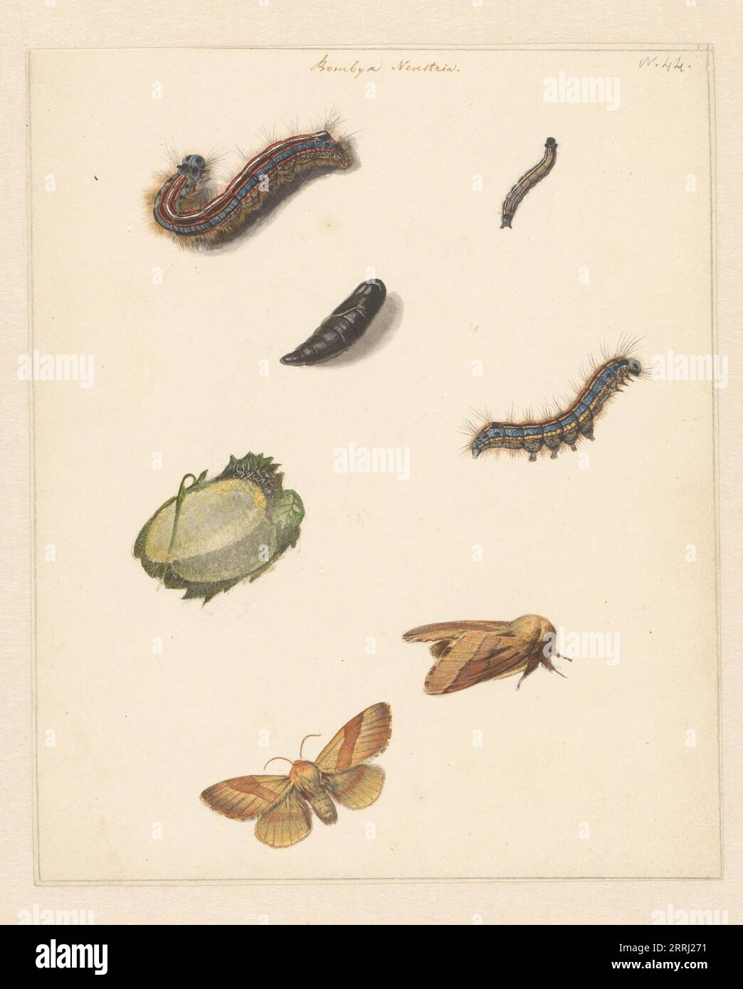 Study sheet with various caterpillars, moths, an egg and a cocoon of ...