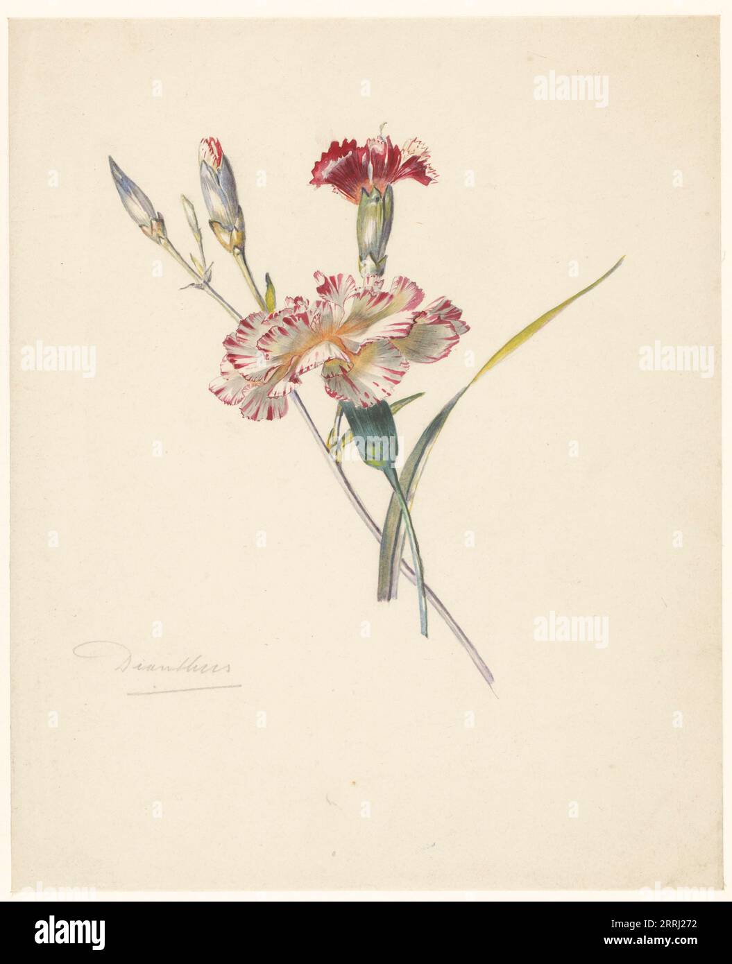 Study sheet with Carnations, 1824-1900. Stock Photo