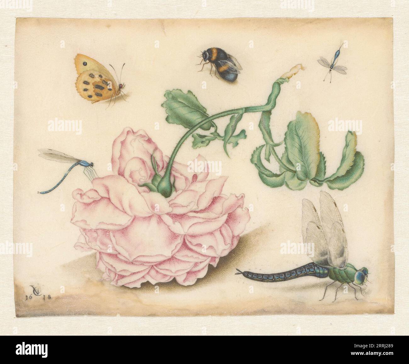 A Rose and Five Insects, 1618.Monogrammist CJV (Rejected attribution) Stock Photo