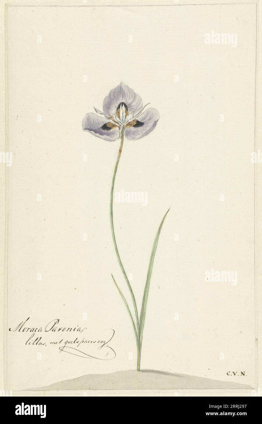 Iris, 1741-1795. Stock Photo