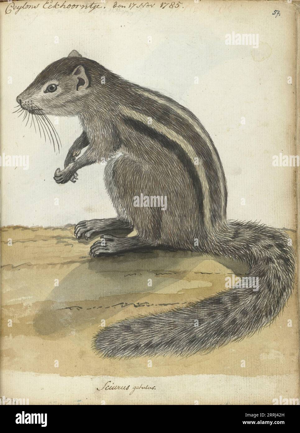 P 57 hi-res stock photography and images - Alamy