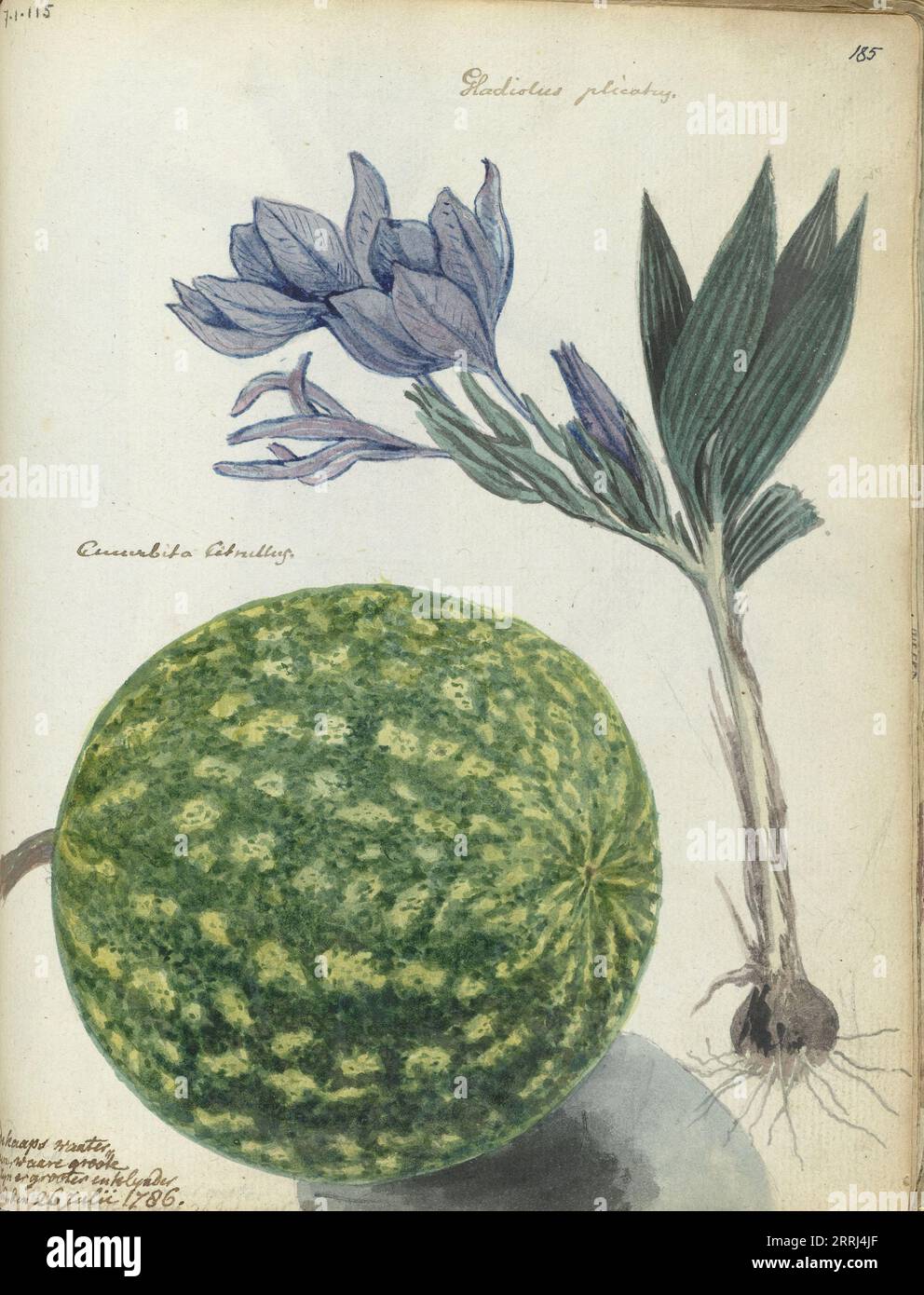 Cape watermelon and gladiolus, 1786. Gladiolus shown with bulb and roots. With inscription. Part of Jan Brandes' sketchbook, dl. 1 (1808), p. 185. Stock Photo