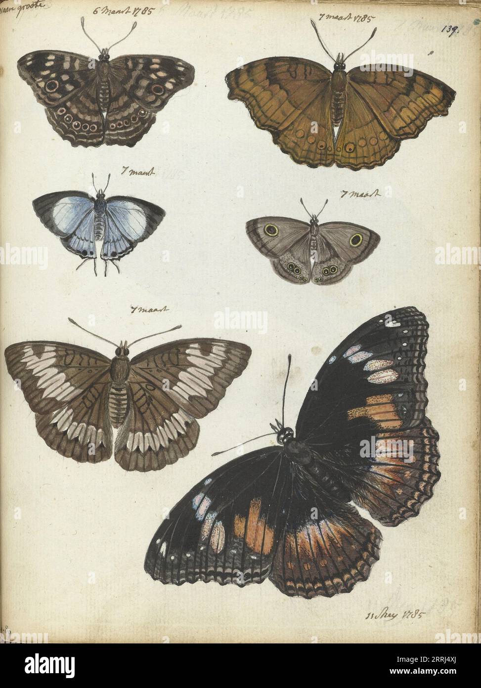 Butterflies from Java, 1785. Javanese butterflies and moths. With inscription. Part of Jan Brandes' sketchbook, dl. 1 (1808), p. 139. Stock Photo