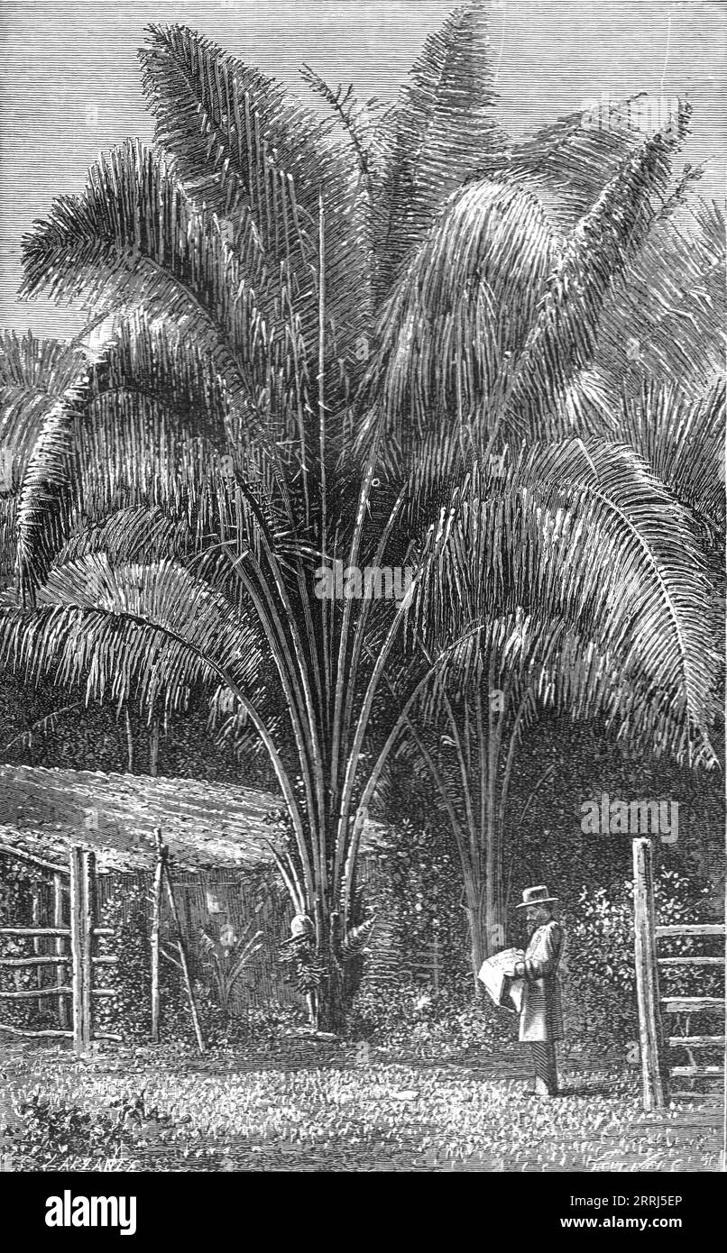 'The Inaja Palm; The Palms of Tropical America', 1875. From, 'Illustrated Travels' by H.W. Bates. [Cassell, Petter, and Galpin, c1880, London] Stock Photo