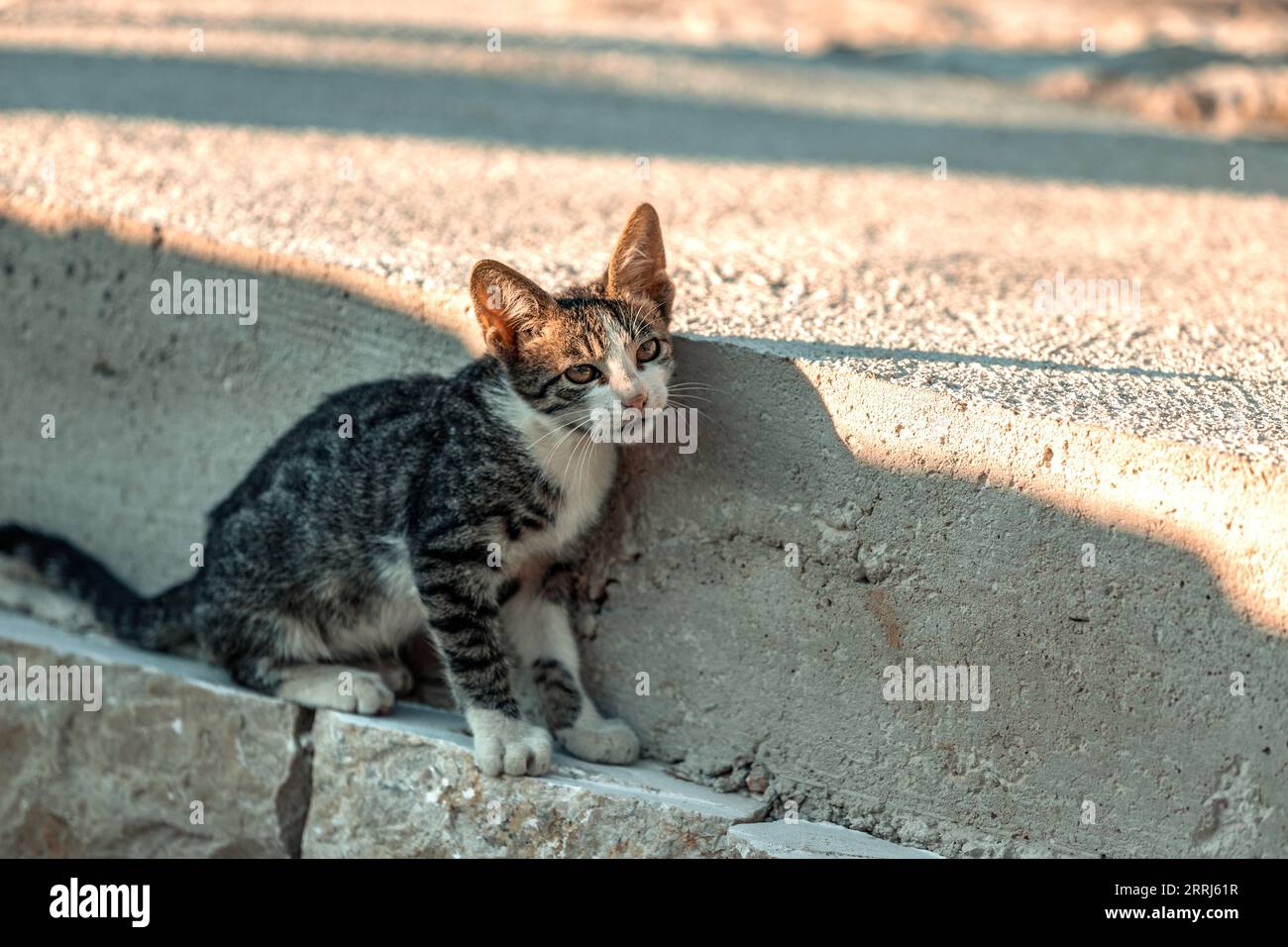 A kitten sitting on the floor. A domestic pet on the street. Small cat walking outside. Stock Photo