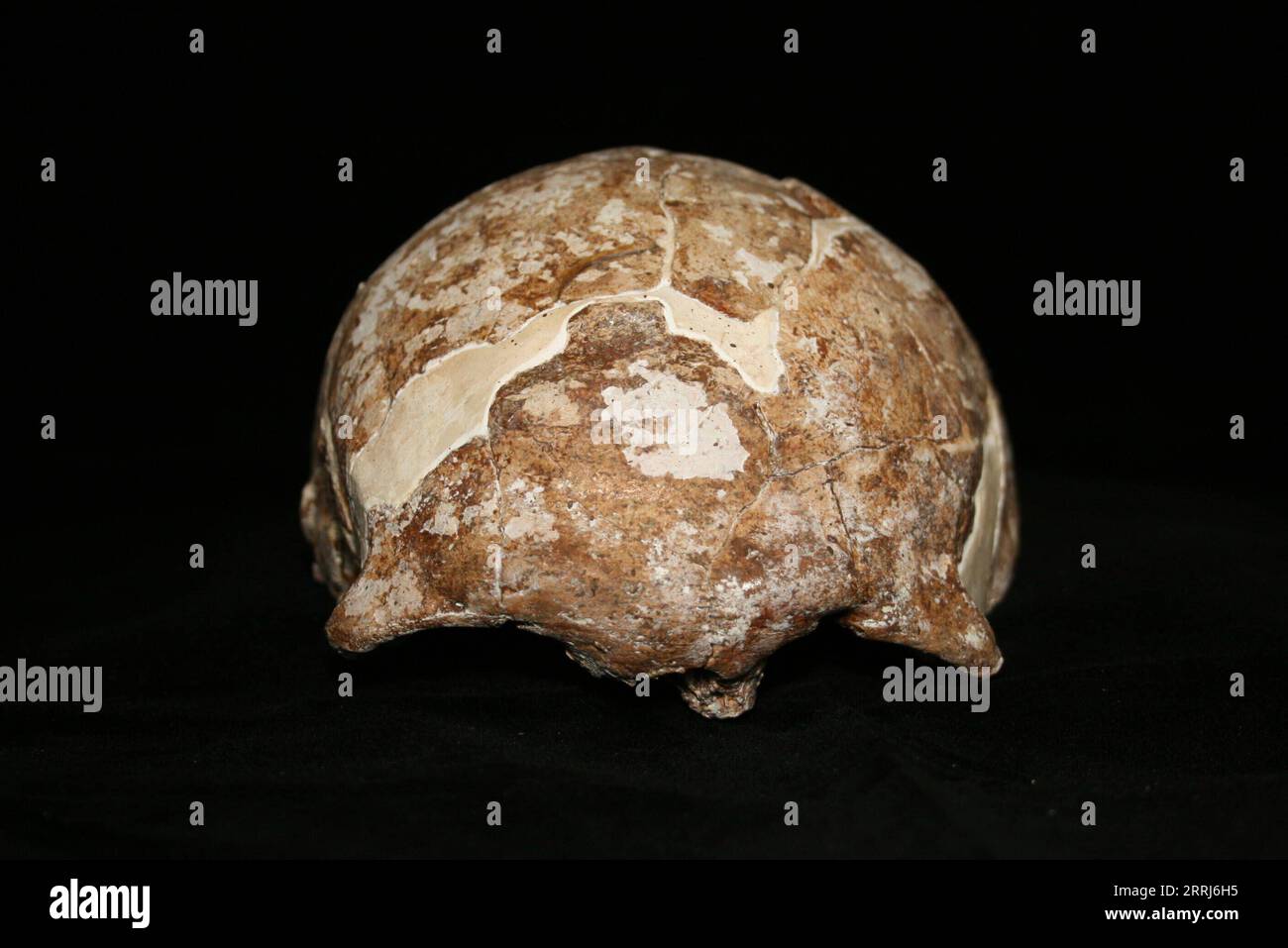 220715 -- KUNMING, July 15, 2022  -- Undated photo provided by Mengzi Institute of Cultural Relics shows the skull of Mengzi Ren MZR in Mengzi, southwest China s Yunnan Province. Scientists have unveiled a Late Pleistocene human genome from southwest China. Their findings were published online in the journal Current Biology on Thursday night. The scientists conducted the genome sequencing of the 14,000-year-old human remains of the Mengzi Ren MZR, which were unearthed in 1989 in a cave in Mengzi, Yunnan Province. More than 30 human fossils, as well as fossils of animals such as the red deer, t Stock Photo