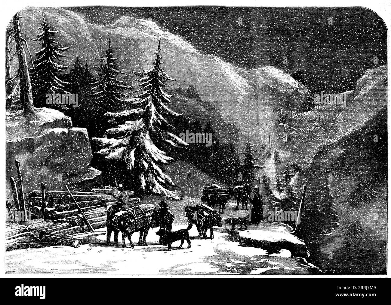 The Ascent of the Great St. Bernard - loading wood for the Hospice near St. Pierre - from a drawing by G. Barnard, 1858. 'Mr. George Barnard writes:...&quot;This Sketch, although bearing all the impress of winter, was taken at the latter end of August. I happened to encounter a heavy snowstorm all the time I was on this interesting pass. I sketched this winterly scene...where the servants of the Hospice, with their horses and dogs, are employed in loading and carrying wood for the daily use of the establishment. This is really one of the most arduous of their employments, as not a tree will gr Stock Photo