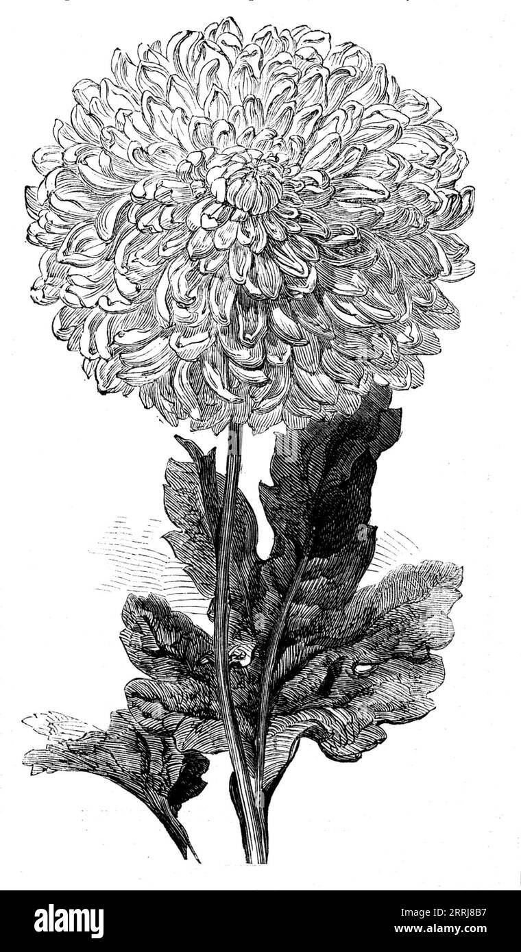 The &quot;Vesta&quot; Chrysanthemum now in bloom in the Temple Gardens, 1858. 'The Temple Gardens offer at the present time, and will continue to offer throughout the ensuing month, a great attraction to the lovers of the Chrysanthemum, which here, in the centre of London, is so carefully cultivated, and with the most gratifying result. In fact, as Mr. Broome, the Temple gardener, states: &quot;Our City garden may challenge all England in November.&quot; The Show, in borders of nearly 200 feet long, contains every variety, besides others trained in pots...[The chrysanthemums] are brought princ Stock Photo