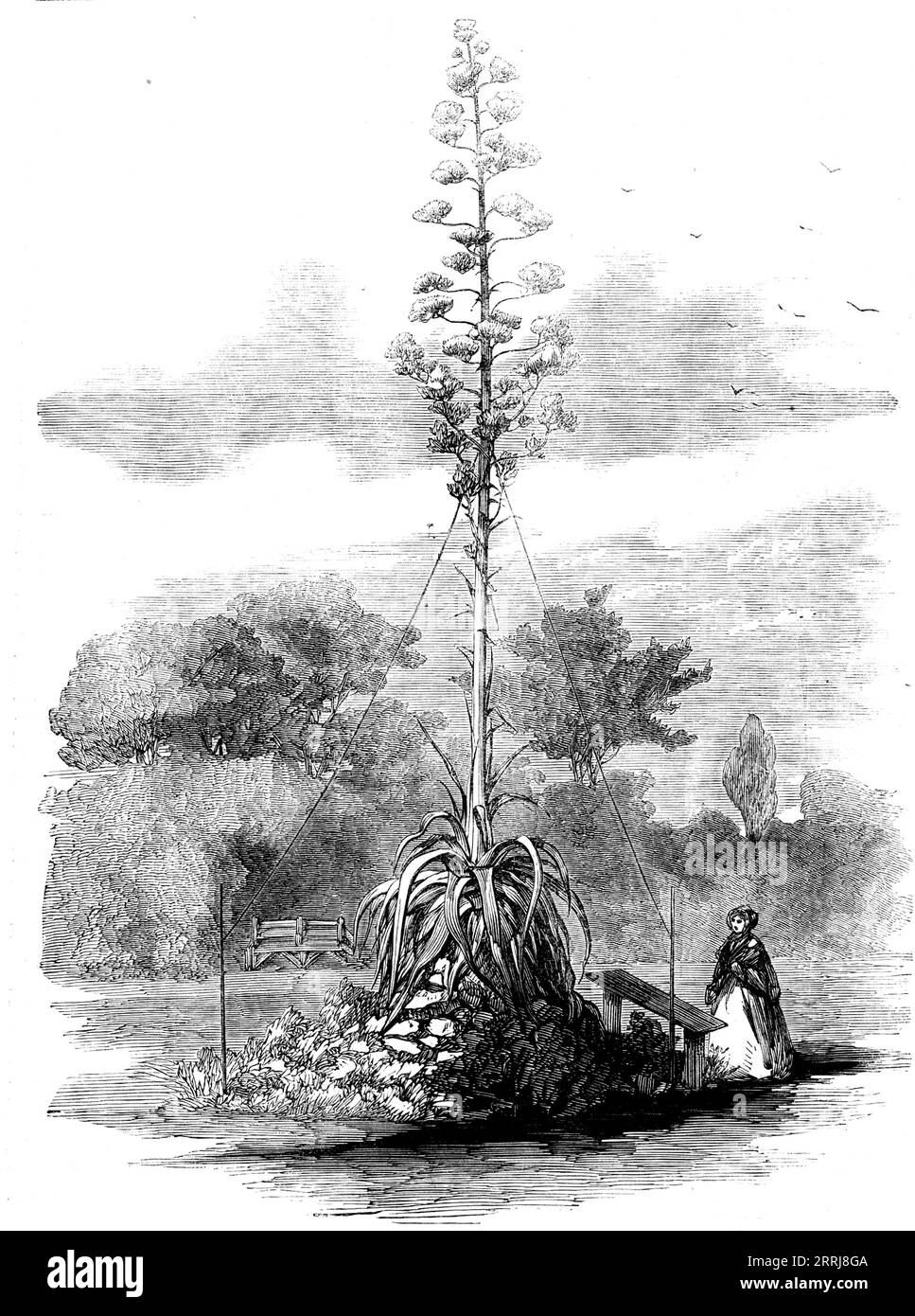 American Aloe in Bloom in the Gardens of the Royal Botanic Society, Regent's Park, [London], 1858. '...a rare spectacle in our clime...[the plant] is supposed to be now about one hundred and twenty years old. Its height may be about ten or twelve feet, with a foliage by no means luxuriant...On the 12tn of June the flower-spike made its first appearance, and then grew very rapidly, and the whole now presents much of the form of a candelabrum, bearing flowers to the extent of about 3500. The first portion expanded about the 8th of September...Agave Americana, or the American aloe, is a plant whi Stock Photo
