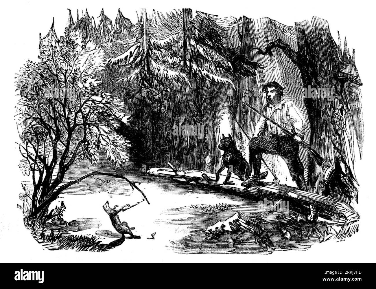 Sporting Scenes in Canada - Round the Traps, 1858. '...the marten is perhaps the most valuable of the animals sought after ; but in trapping for him a great variety of others of the furry tribes fall into the snare...The trapper bends down a stiff sapling, fastening it slightly to the ground by means of a notched peg. To the top of the sapling he affixes the trap with a thong, sets it, and, haying covered it slightly with leaves, scatters some offal of venison or any kind of meat about...The marten or comer of whatsoever kind, in tugging about at the bait, inevitably springs the trap, and, at Stock Photo