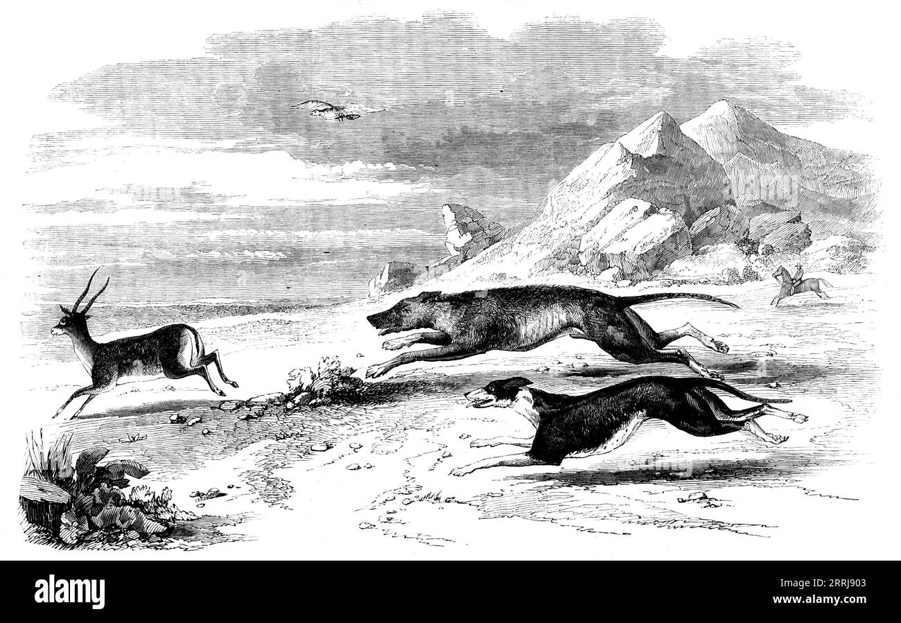 Antelope-Hunting in India - The Chase, 1858. Engraving from sketches by Captain W. R. Goodall, of the Military Train, who writes: '...the antelope, a half-grown buck, is dead beat, and the dogs are nearly as bad, but close behind him. The dogs in the sketches are portraits of some very fine Australian kangaroo dogs of my own'. From &quot;Illustrated London News&quot;, 1858. Stock Photo