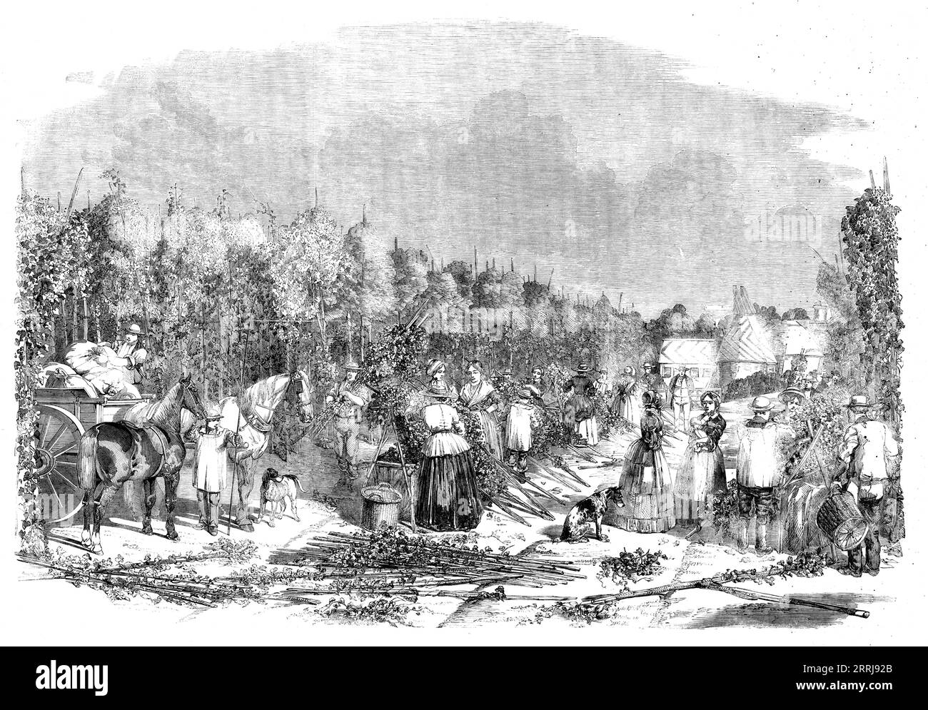 Hop-picking, 1858. Seasonal workers. 'Beautiful as the hop-gardens appear when the hops are in their pride and prime, and ere a pole has been pulled or a bine cut, yet to us they seem more beautiful when the fruit of the farmer's toil, and of God's goodness, is being gathered in...In one part stand the tall hop-poles, like an army, the bines twining lovingly around, and the green leaves and yellow hops hanging gracefully from them...forming perfect festoons...whilst the air is filled with the delightful aroma of the hops...between the ranks of the poles are placed the &quot;bins,&quot; into wh Stock Photo