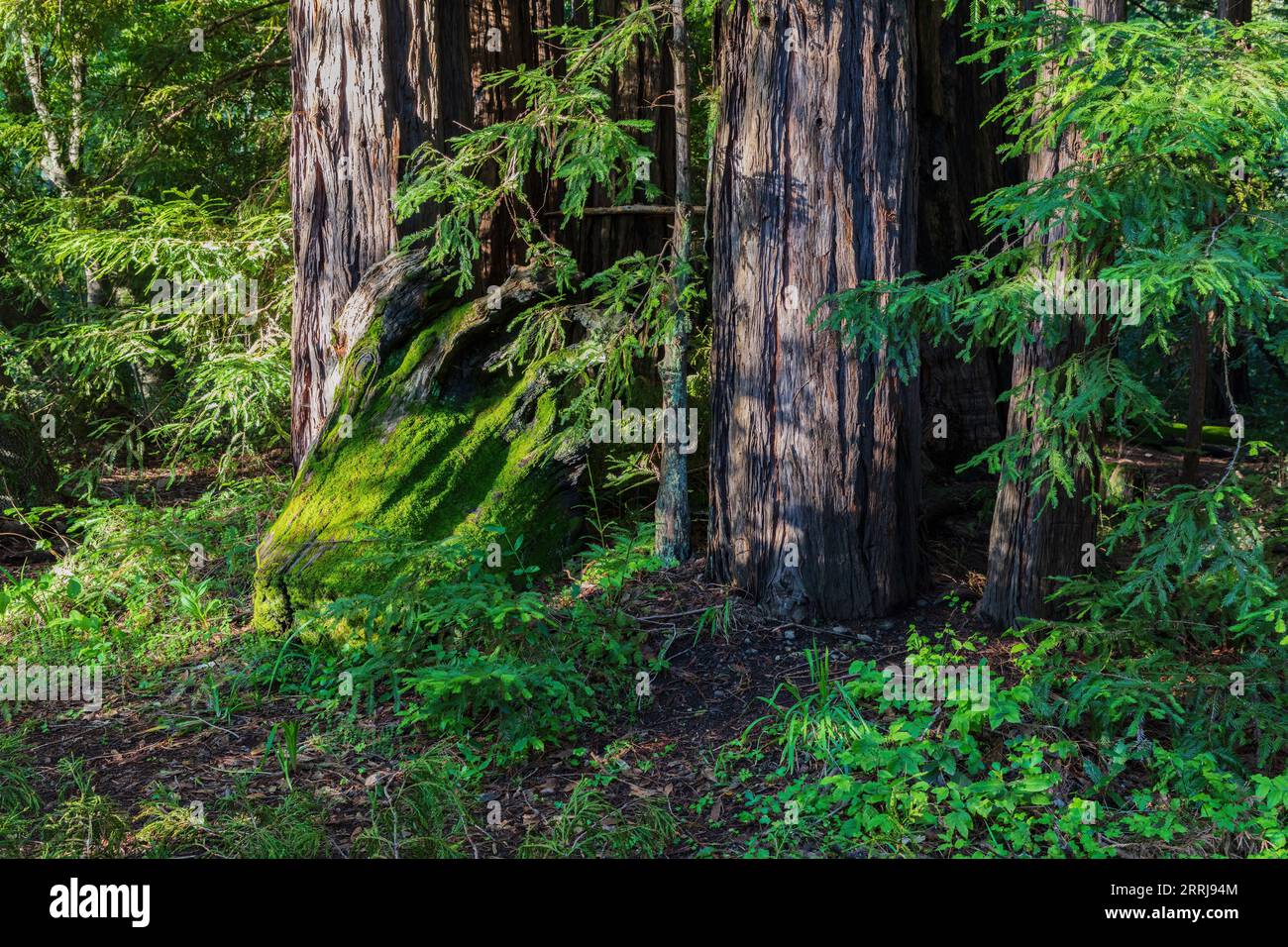 Redwood trees, Pfeiffer Big Sur State Park, California. The large trees are surrounded by green undergrowth. Stock Photo