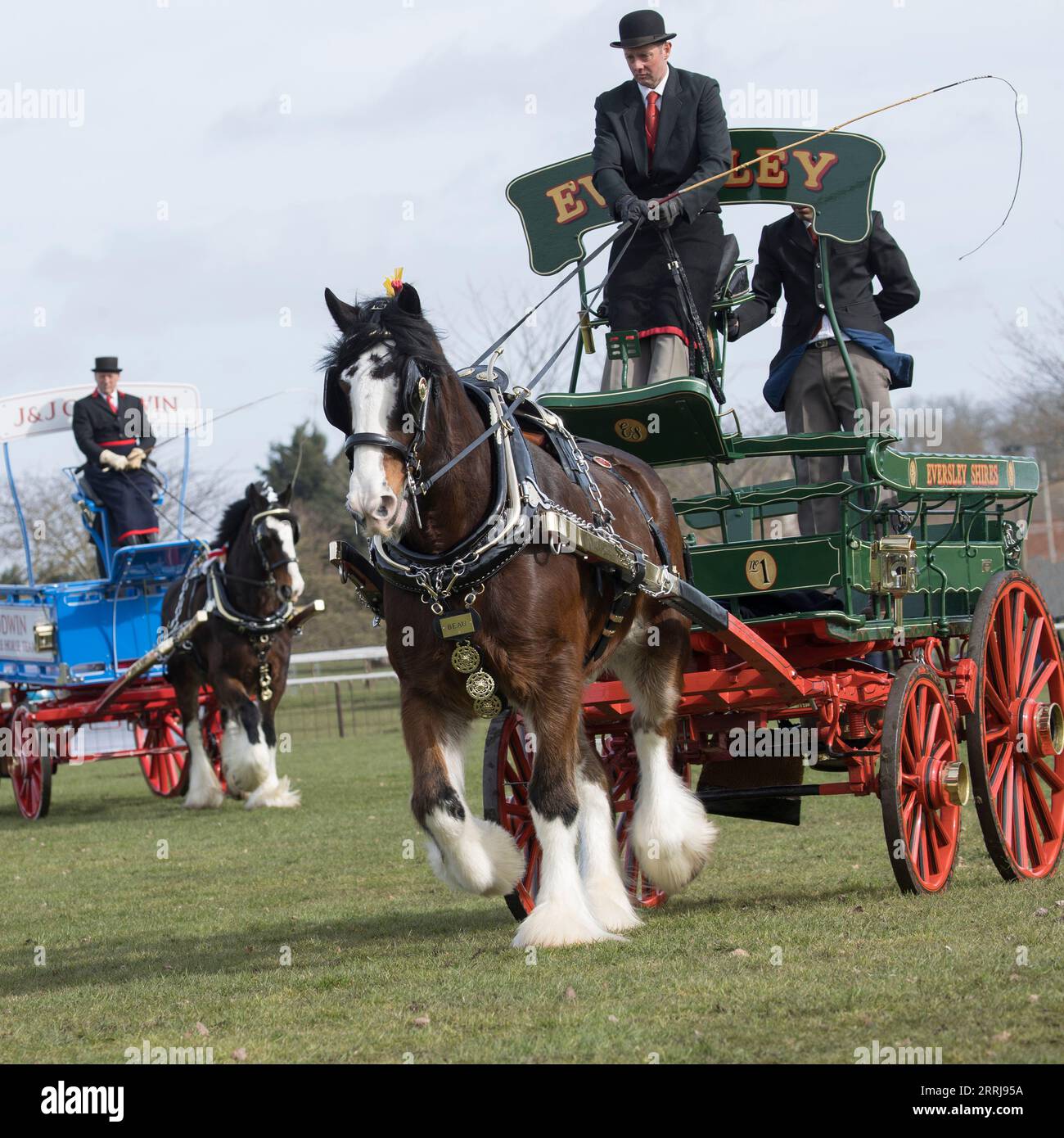 National Shire Horse Show, shire horse society, Staffordshire, England