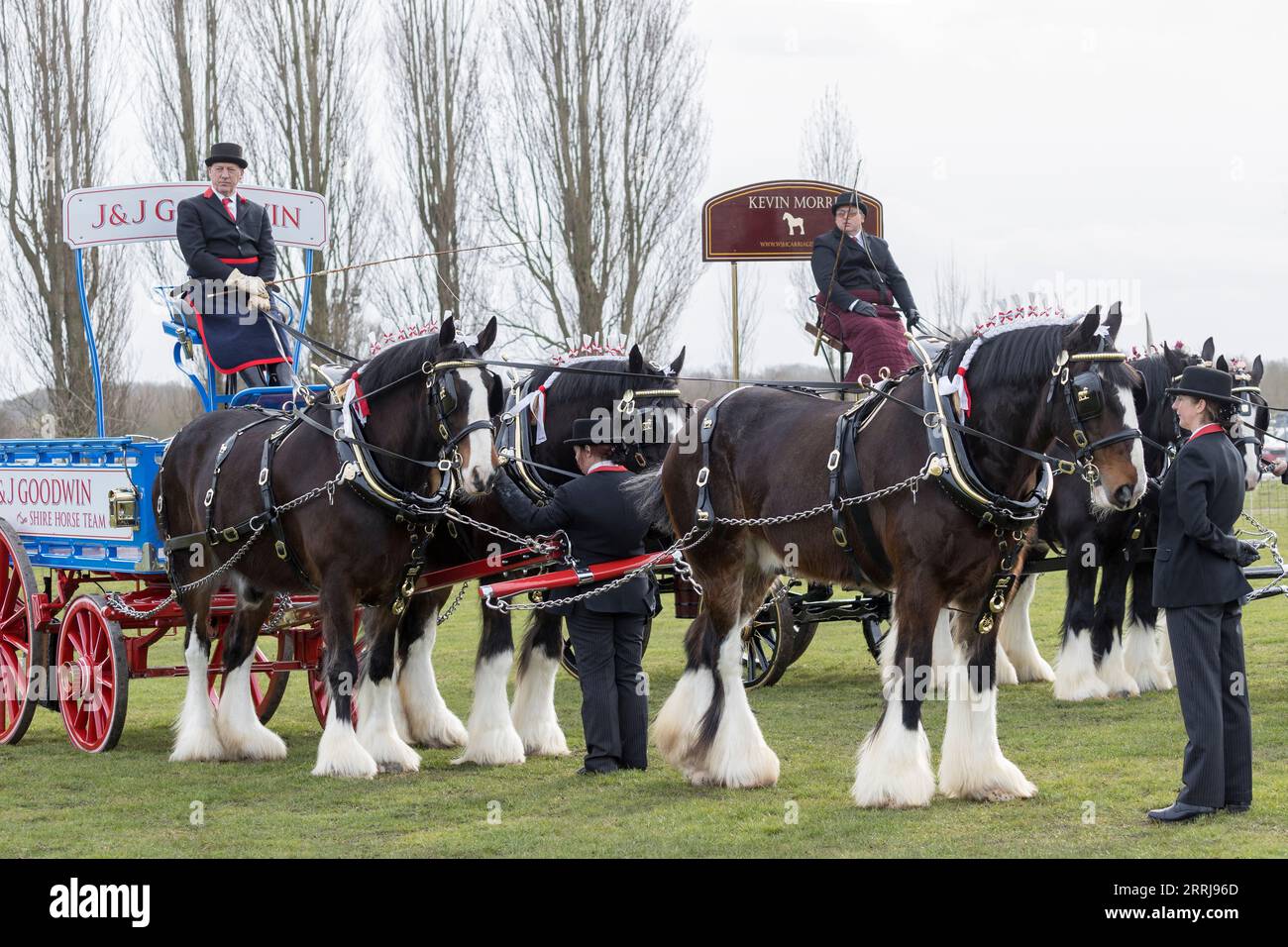 National Shire Horse Show Shire Horse Society Staffordshire England 