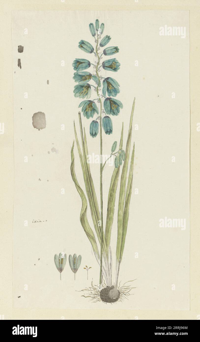 Ixia viridiflora Lam. (Turquoise ixia), 1777-1786. Stock Photo