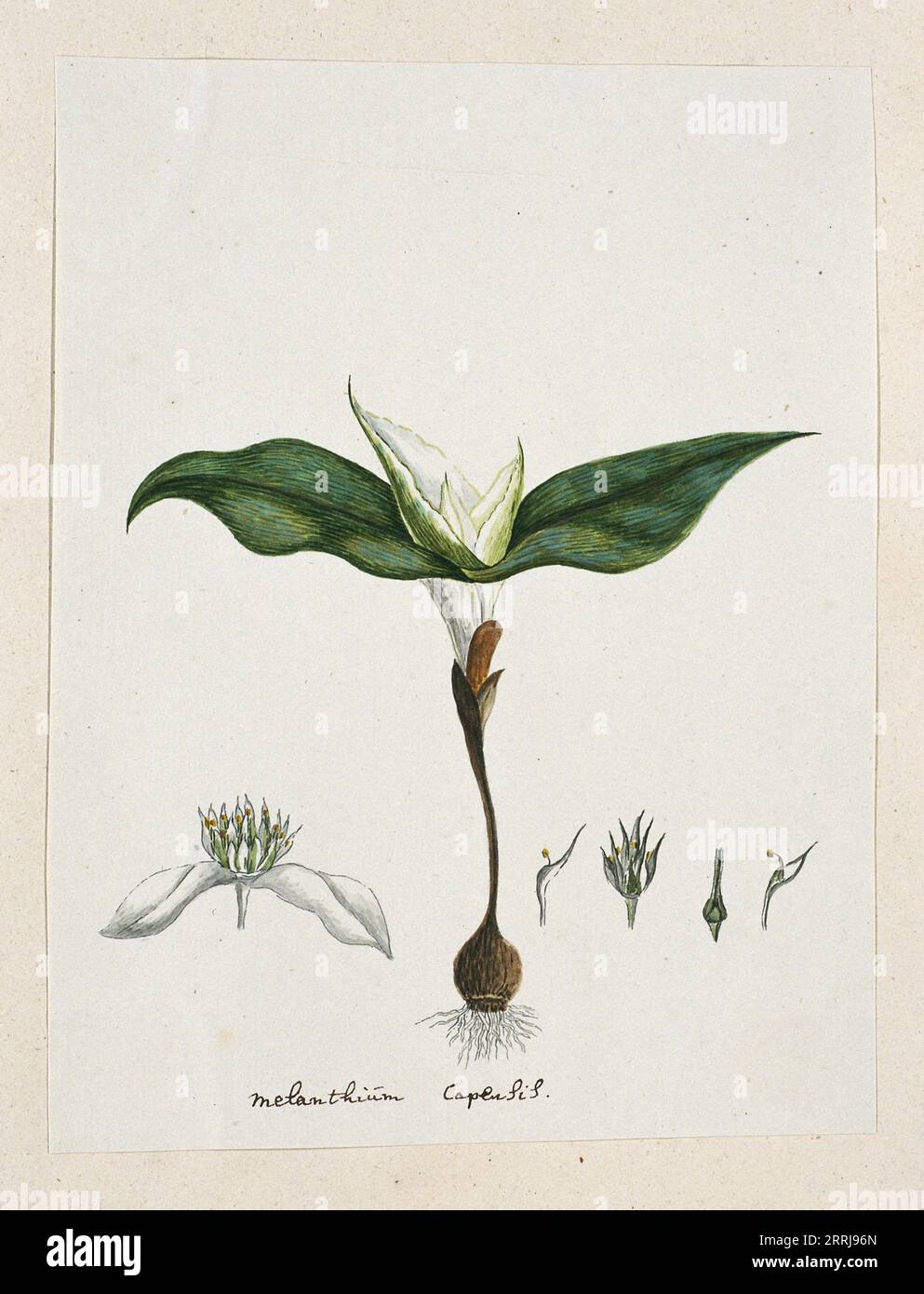 Androcymbium capense (L.) Krause., 1777-1786. Androcymbium Capens (L.) Krause. Stock Photo