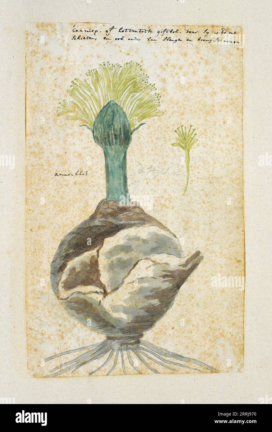 Boophone haemanthoides F.M. Leighton, formerly Amaryllis distycha (Bushman poison-bulb, or Oxkiller), 1777-1786. Stock Photo