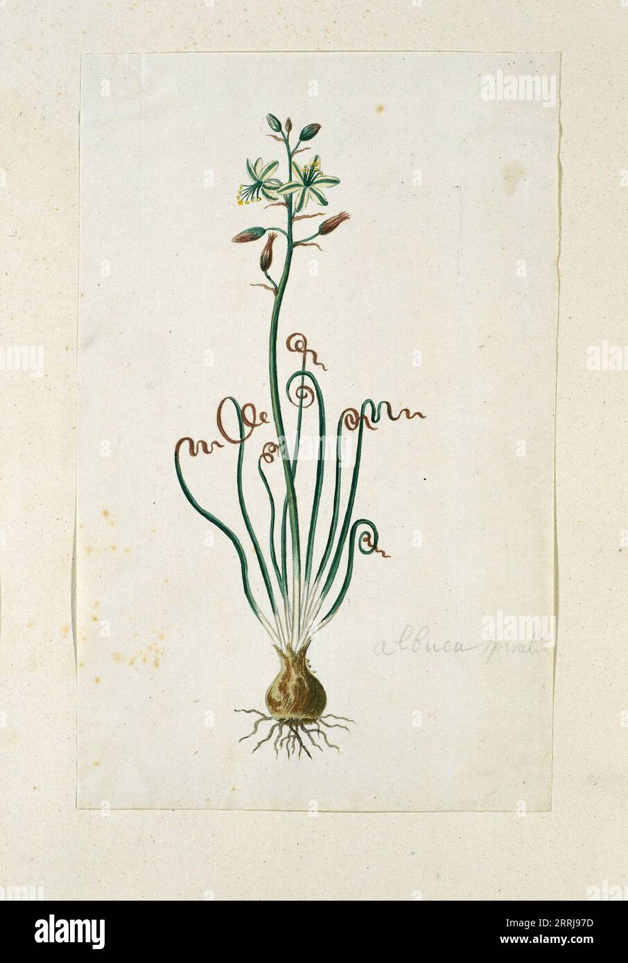 Ornithogalum Polyphyllum Jacq, 1777-1786. Stock Photo