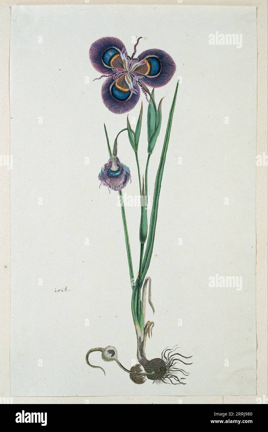 Moraea villosa Ker-Gawl. (Cape tulip), 1777-1786. Stock Photo