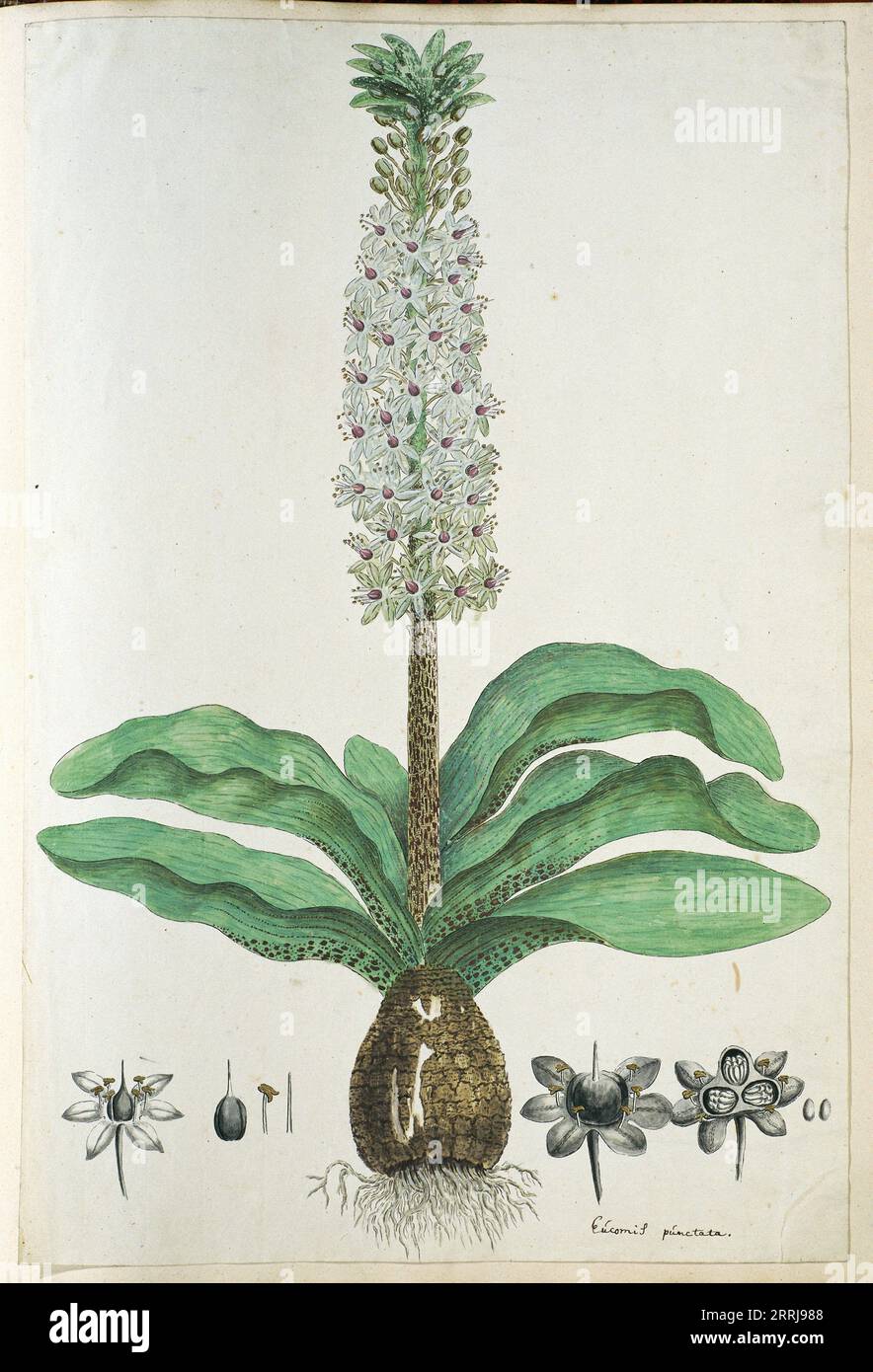 Eucomis humilis Bak. (Pineapple flower or Kuifplant), 1777-1786. Stock Photo