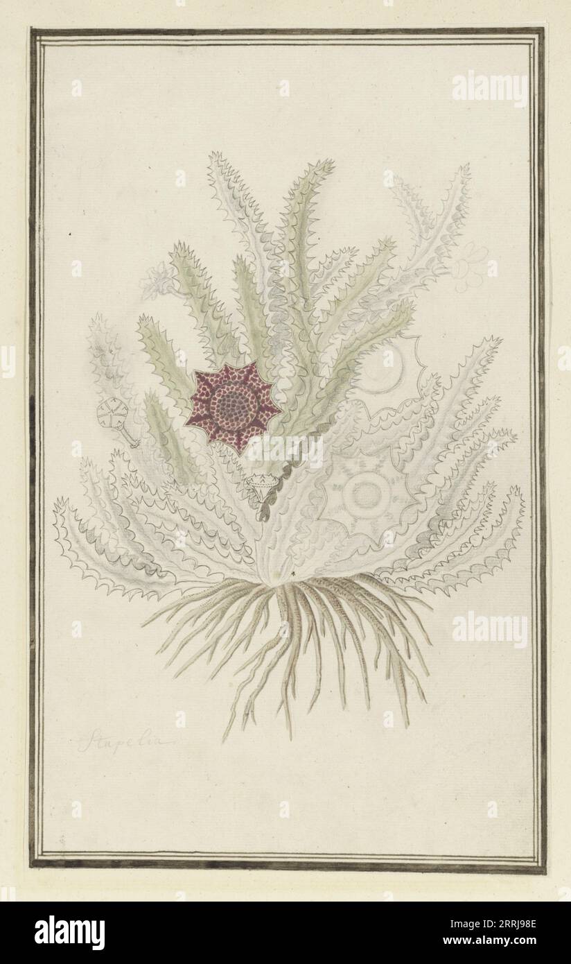 Huernia guttata (Masson) Haw. (Stapelia Guttata), 1777-1786. Stock Photo