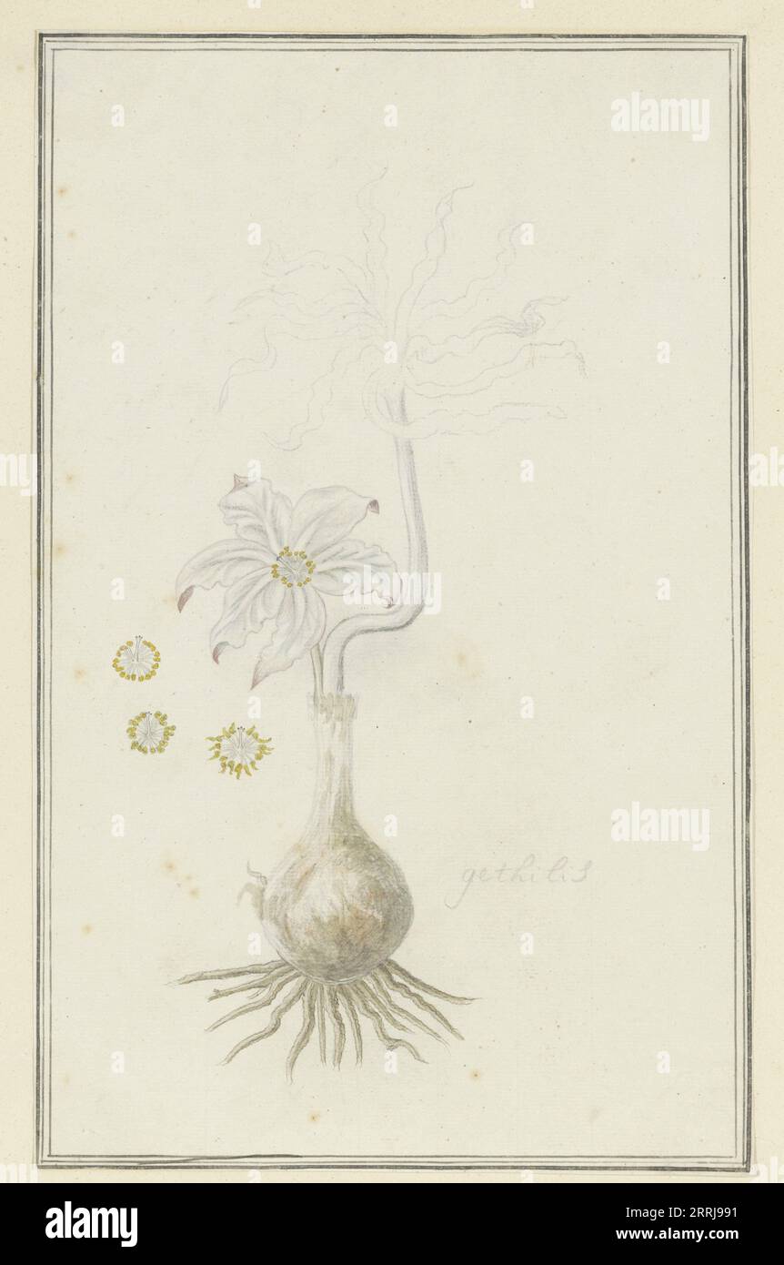 Gethyllis Britteniana Baker (Kukumakranka), 1777-1786. Stock Photo