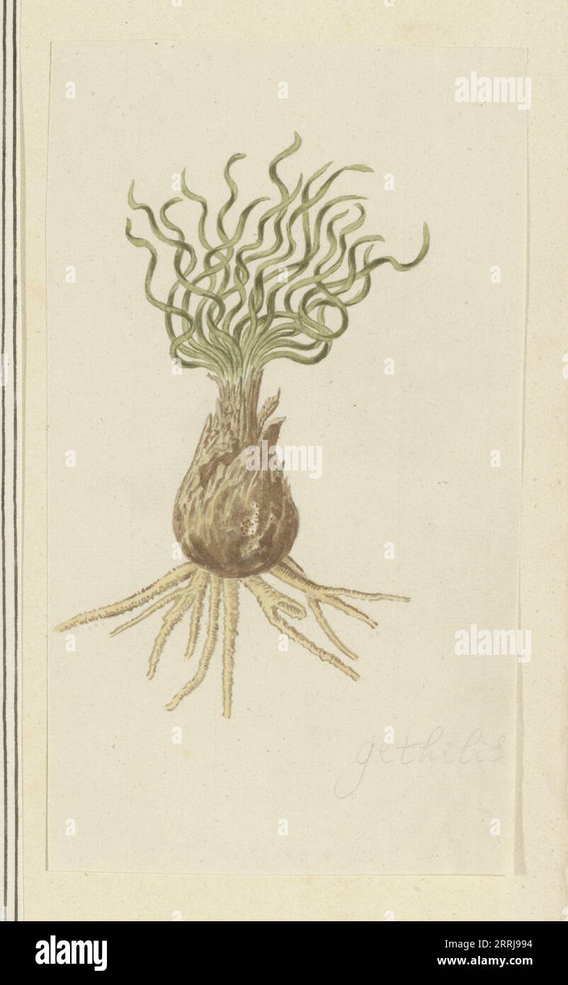 Gethyllis afra L (Kukukmakranka), 1777-1786. Stock Photo