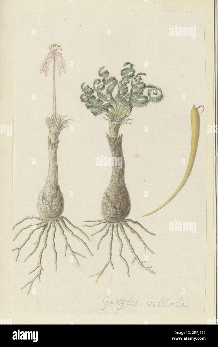 Gethyllis lanuginose Marloth [Gethyllis Villosa] (Kukumakranka), 1777-1786. Stock Photo