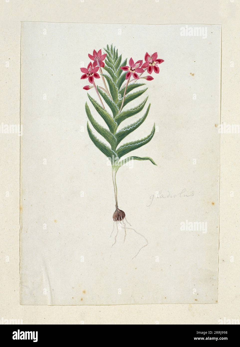 Lapeirousia silenoides (Jacq.) Ker Gawl., 1777-1786. Stock Photo