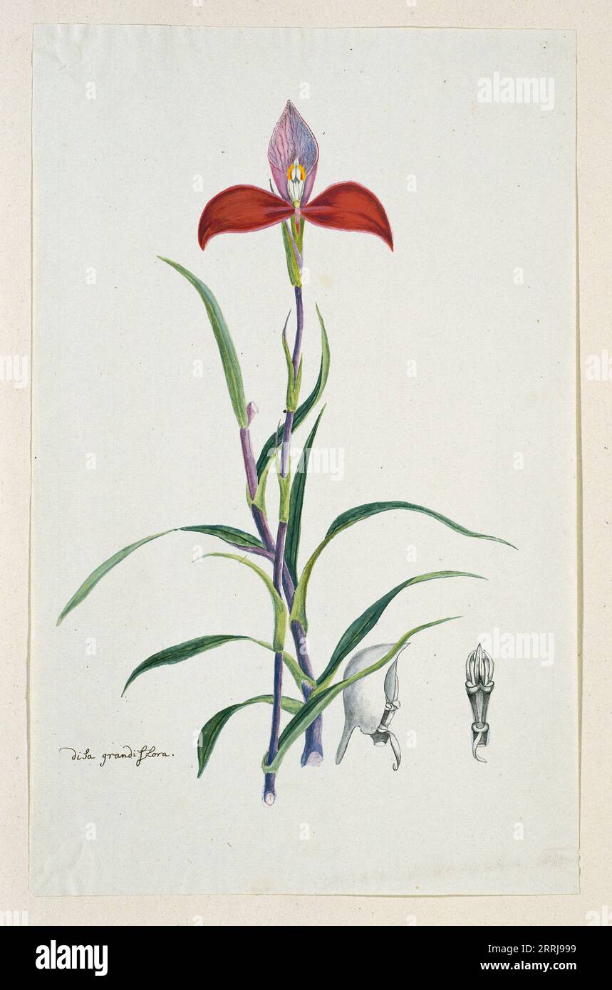 Disa uniflora Bergius (Red disa; or Pride of Table Mountain), 1777-1786. Stock Photo