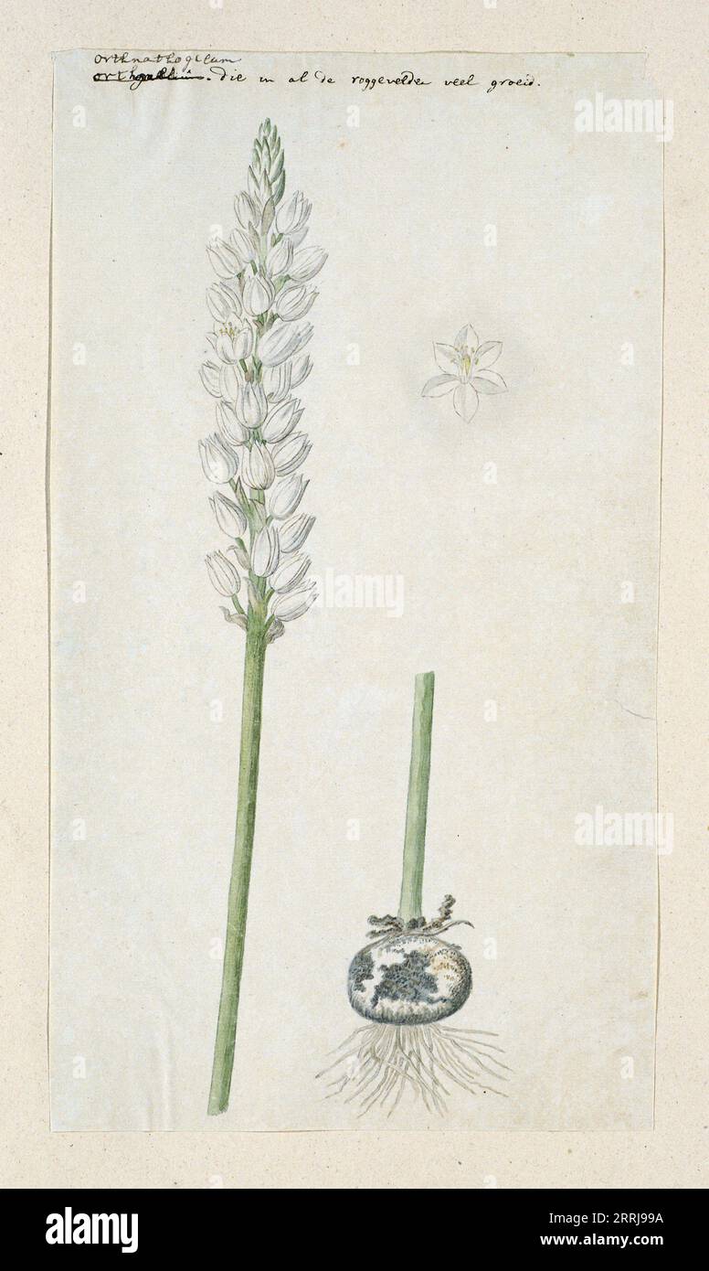 Ornithogalum conicum Jacq., 1778-1786. Stock Photo