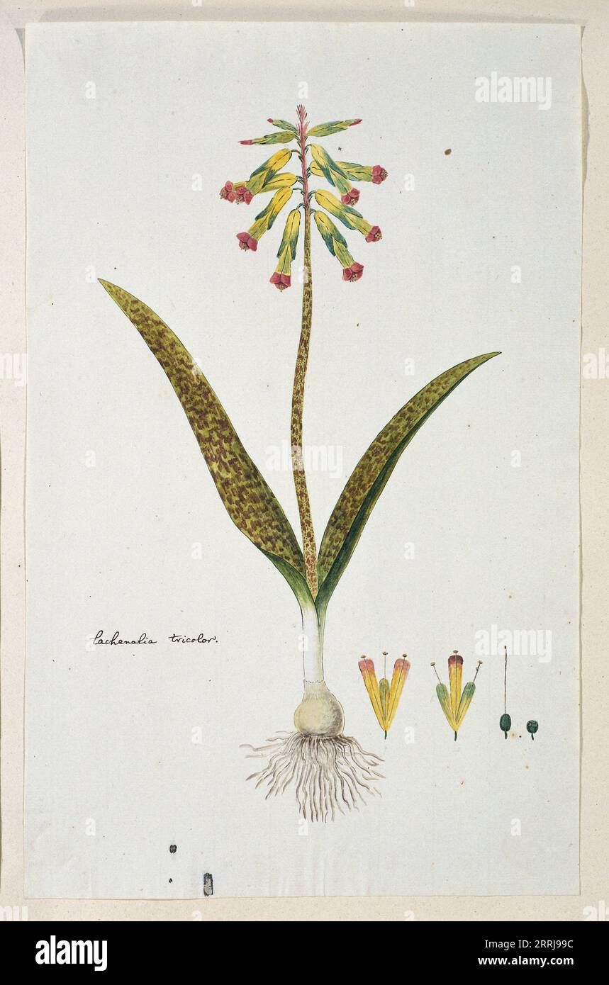 Lachenalia aloides (L.f.) Engl. var. aloides (Opal flowers), 1777-1786. Stock Photo