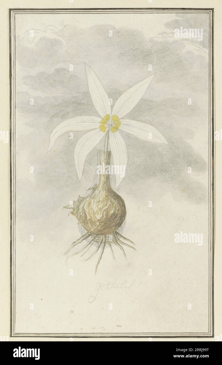 Gethyllis Afra L (Kukukmakranka), 1777-1786. Gethyllis sp. Stock Photo