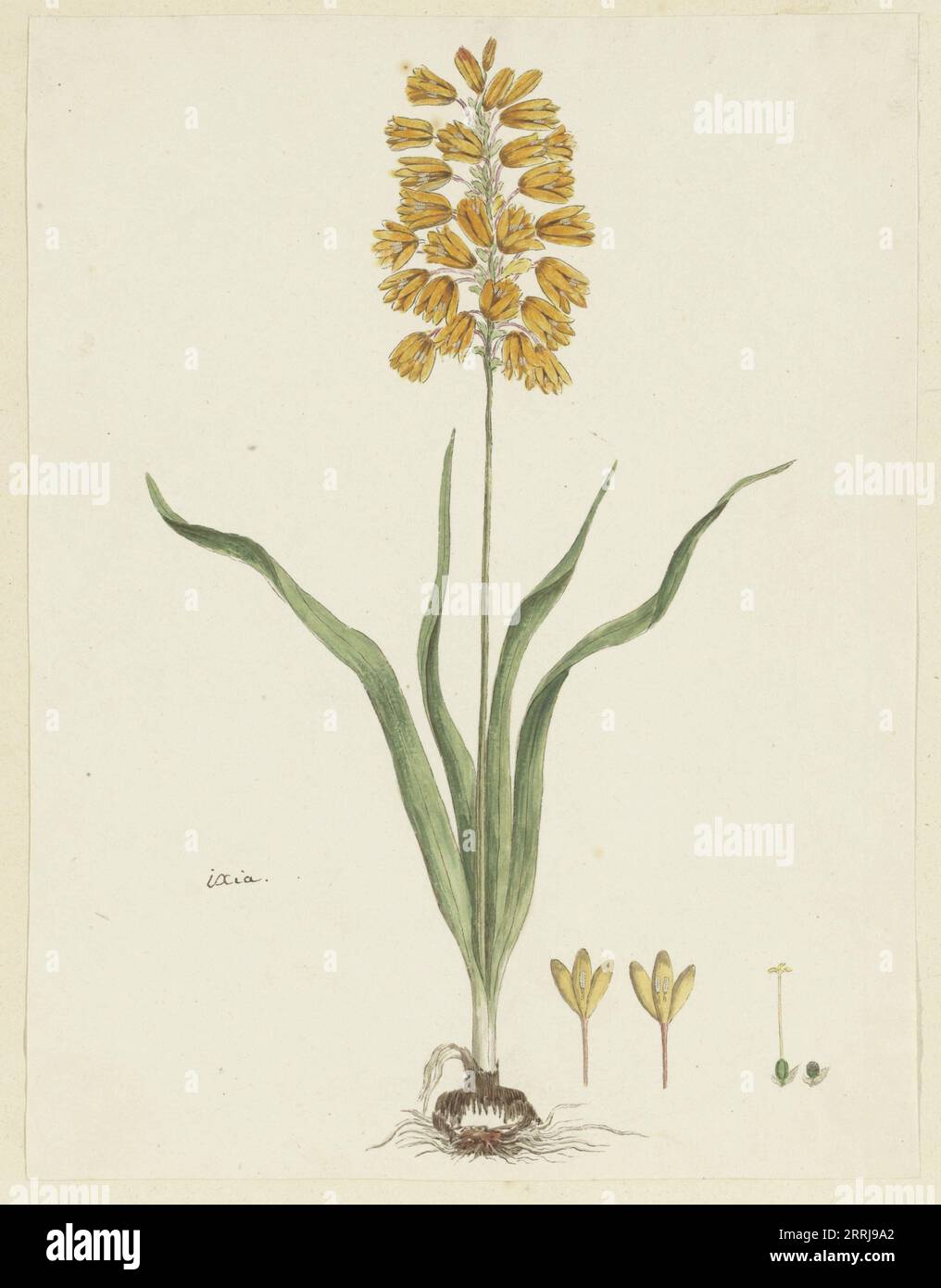 Ixia odorata Ker. Gawl., 1777-1786. Stock Photo