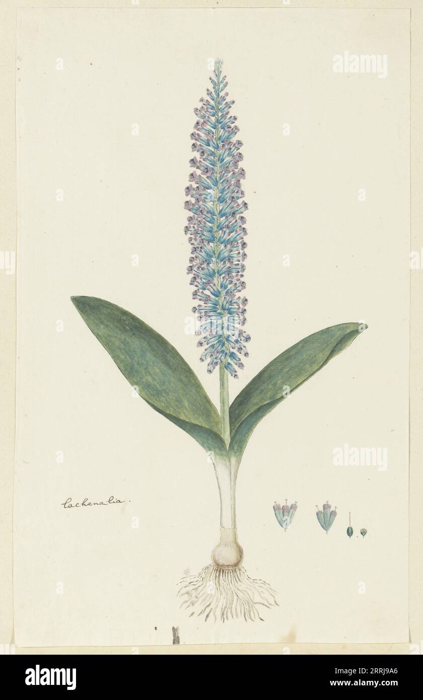 Lachenalia mediana Jacq., 1777-1786. Stock Photo