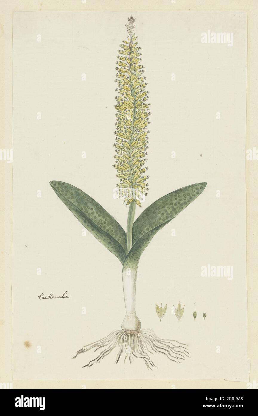 Lachenalia arbuthnotiae W.F. Barker (Hyacinth), 1777-1786. Stock Photo