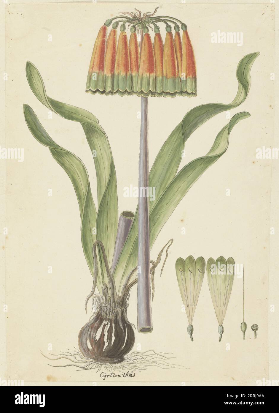 Cyranthus obliquus (L.f.) Aiton (Knysna lily), 1777-1786. Stock Photo